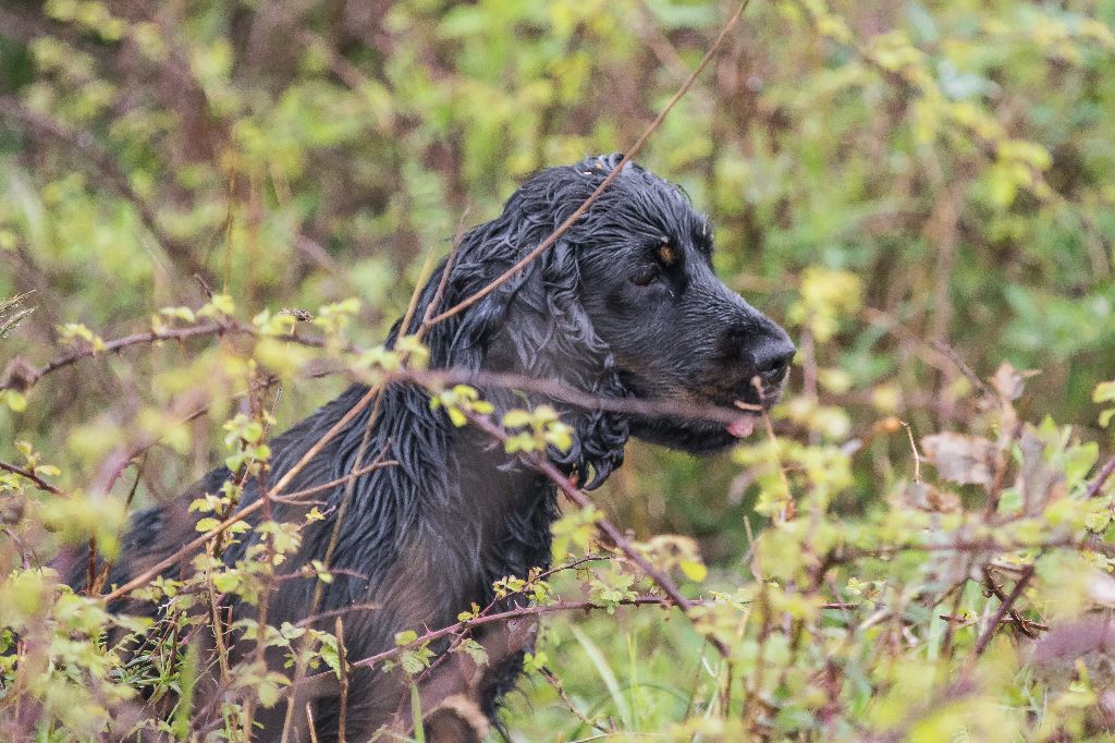 CH. TR. Milka De La Côte Des Légendes