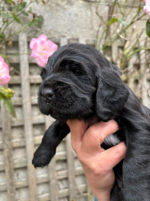 CHIOT collier bleu ciel