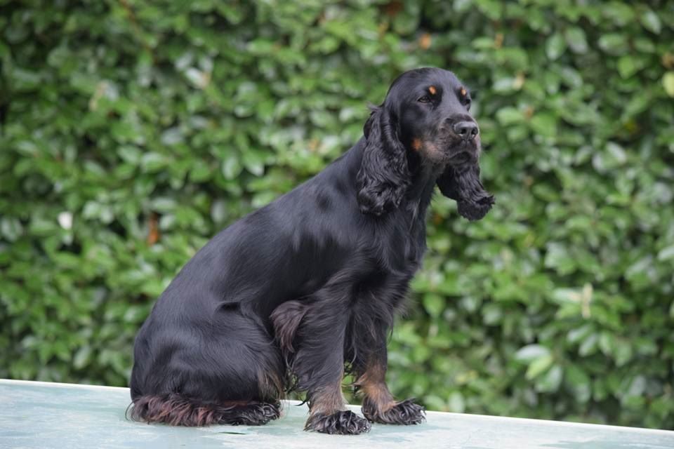 TR. CH. Milka De La Côte Des Légendes