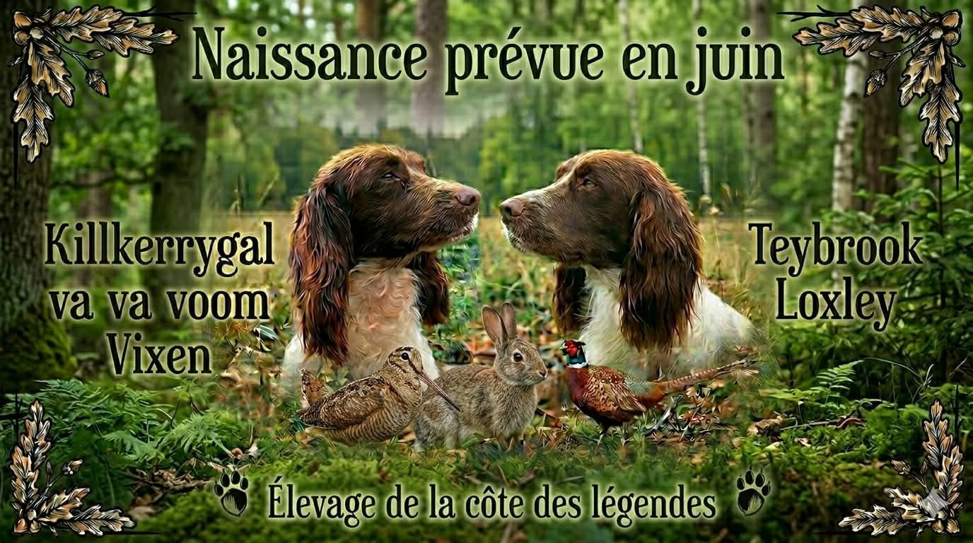 BB springer à naître