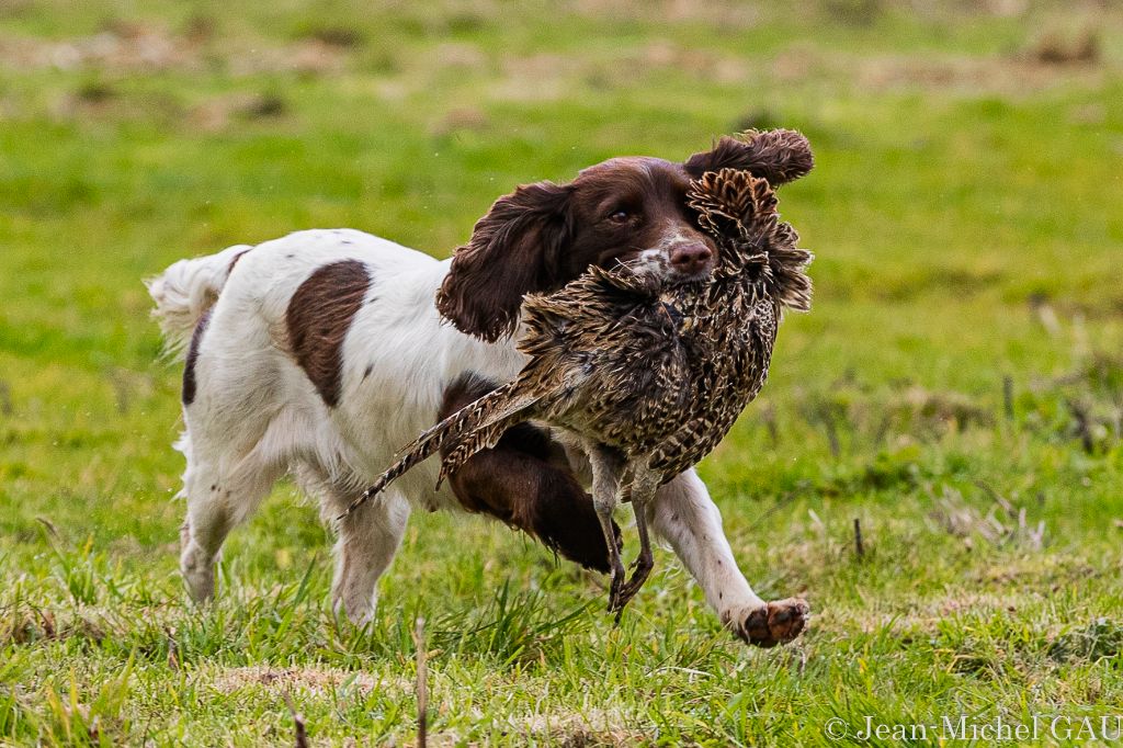 Chiots Springer  & Cocker  futures portées courant Juin 2023