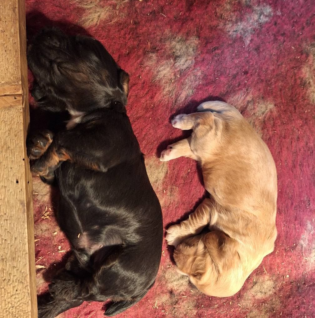 Chiots cocker 