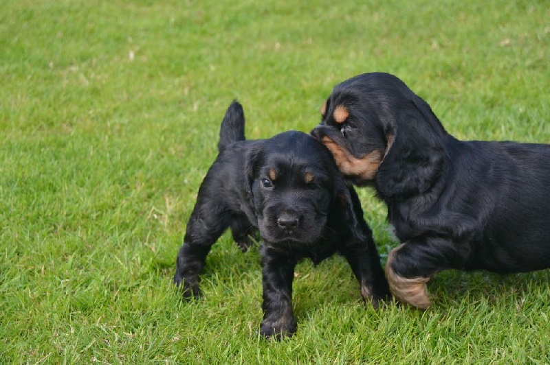 Chiots