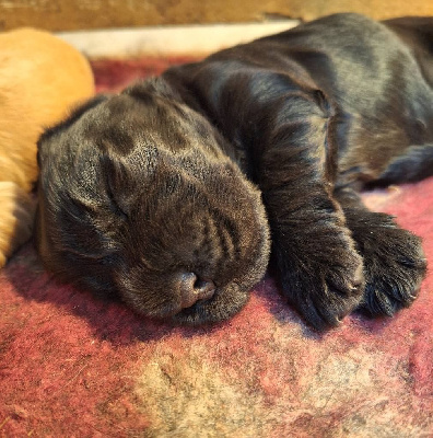 CHIOT